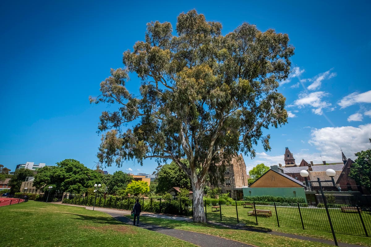 Large eucalyptus tree with broad rounded shape, next to footpath, sports ground and fenced grassed areas.