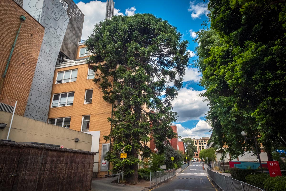 Tall bunya pine tree with wider branches at the top, on nature strip, close to university buildings