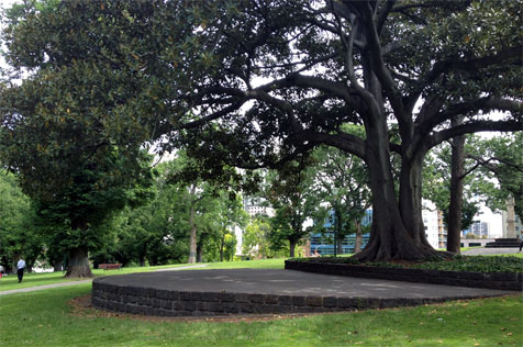 Bluestone paved area under a large fig tree