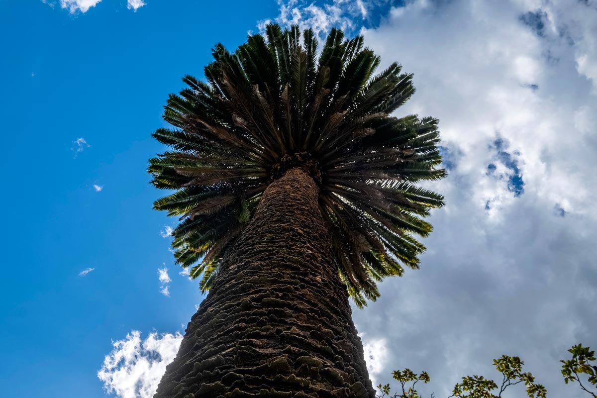 Looking up from the base of a tall palm tree