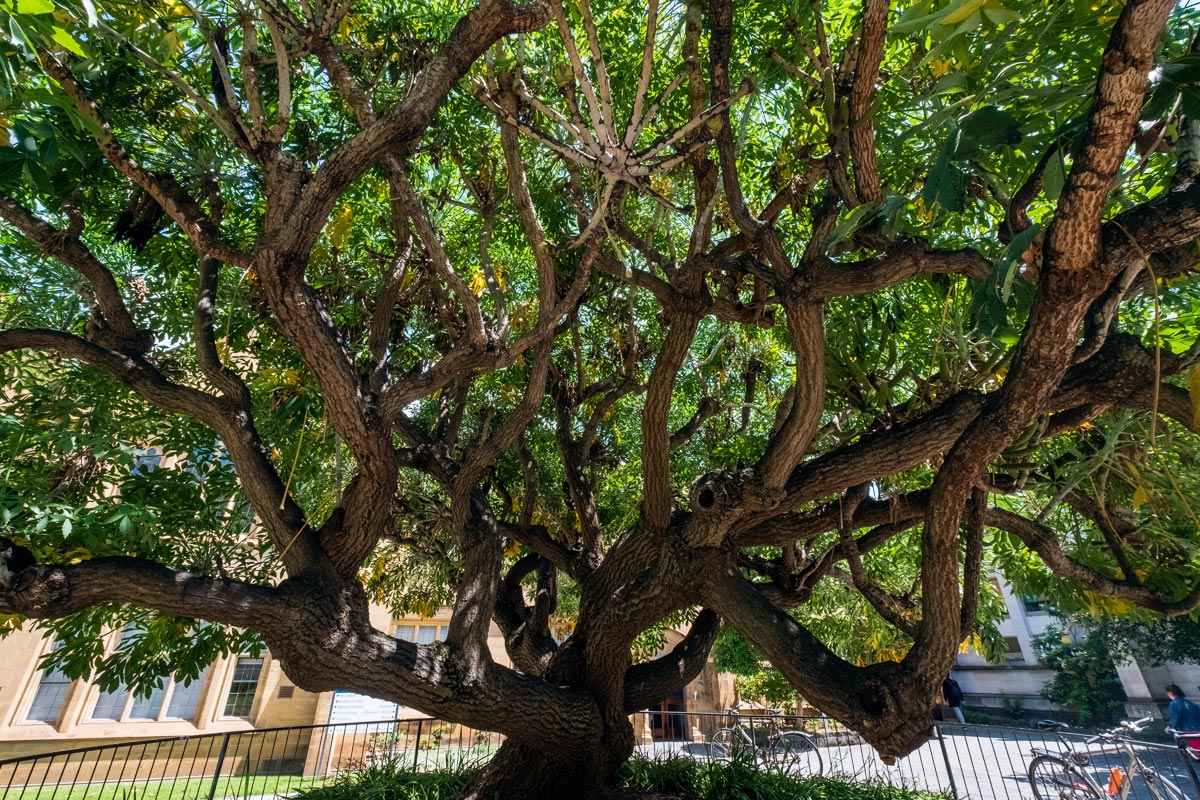 Complex branching structure / growth form of a large tree