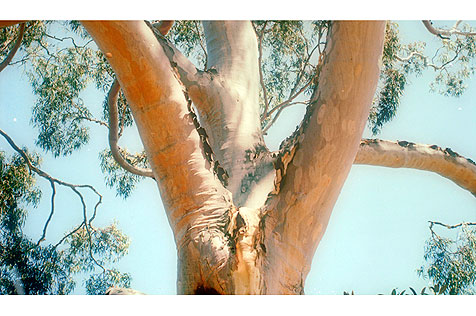 Close up of a photograph of a gum tree