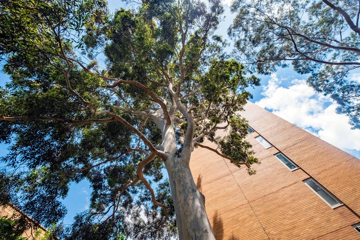 Large eucalyptus tree next to tall brick building