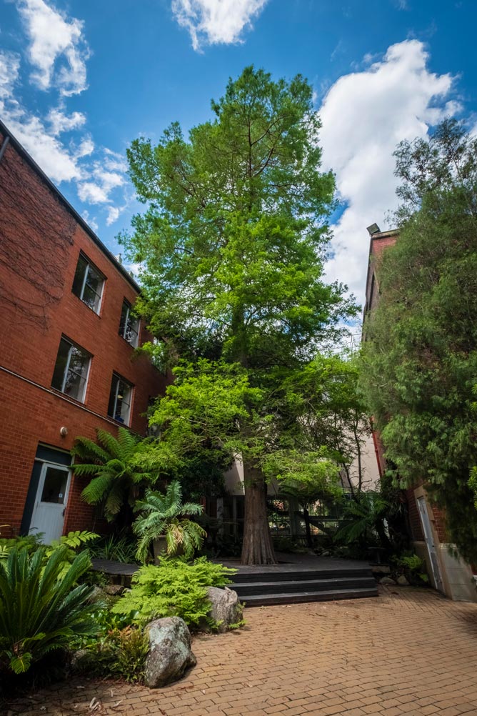 A tall tree with brilliant green foliage, between two low-rise buildings