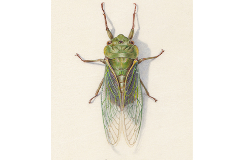 Green cicada on a white vellum background