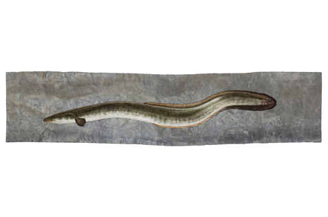 Painting of an eel