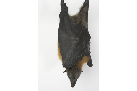 Grey-headed Flying-fox hanging