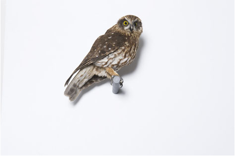 Brown owl mounted on a white wall