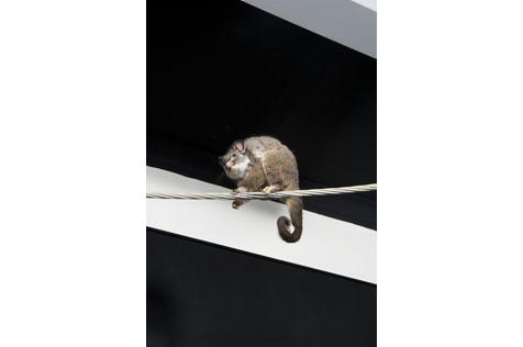 Possum on a high wire