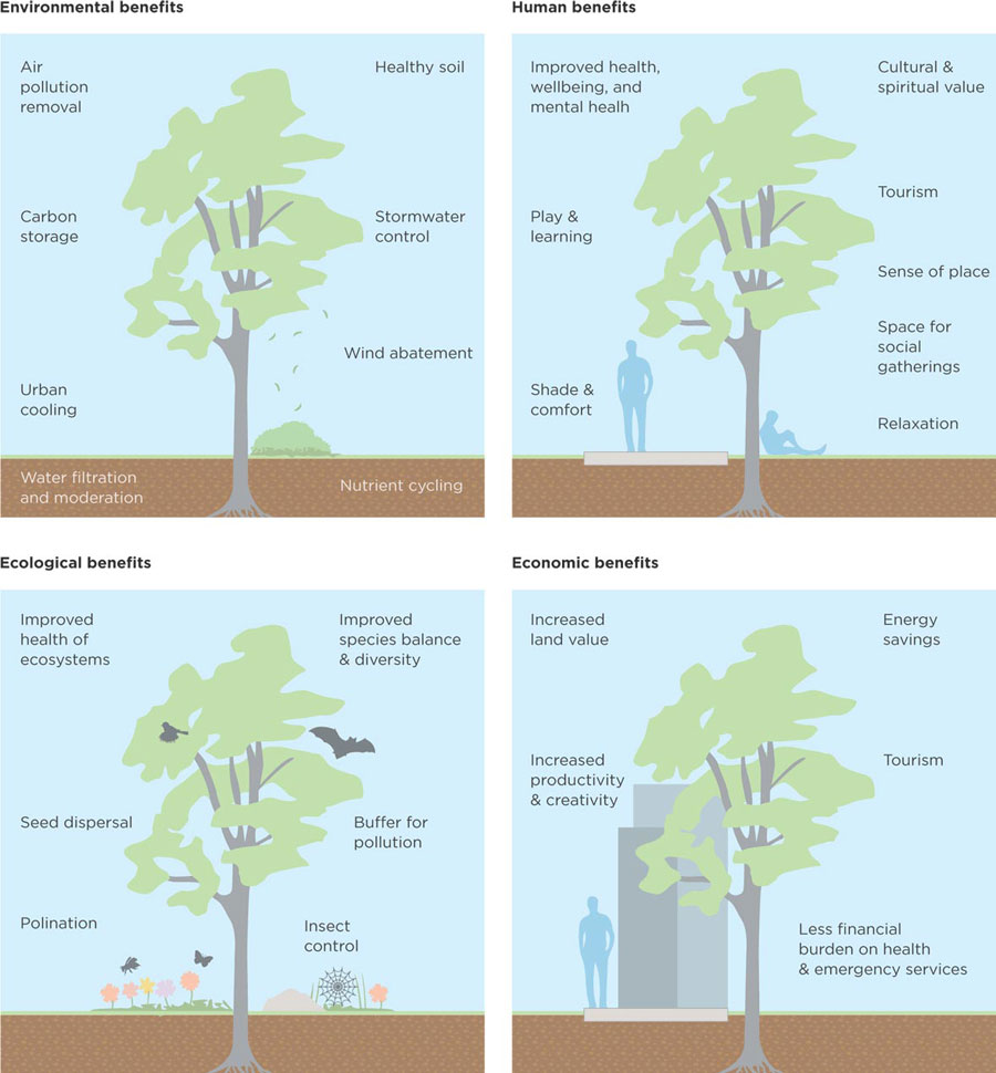 Diagram showing the environmental, human, ecological and economic benefits of trees