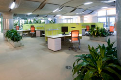 Interior of an open plan office with plants spread out among workstations, natural and artifical lighting