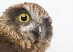 Brown owl with bright yellow and black eye