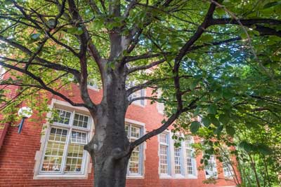 A large, exceptional tree next to a brick building