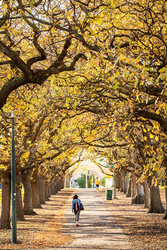 A path in Fawkner park lined with large oak trees with yellow autumn foliage.