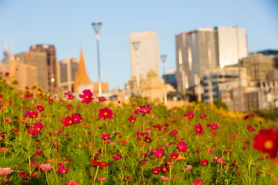 Nature in the City Strategy - City Melbourne