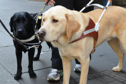 Two guide dogs, one yellow and one black, in their harnesses.