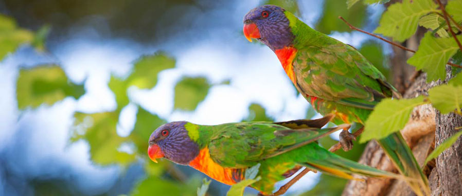 Two rainbow lorikeets perched on a tree branch