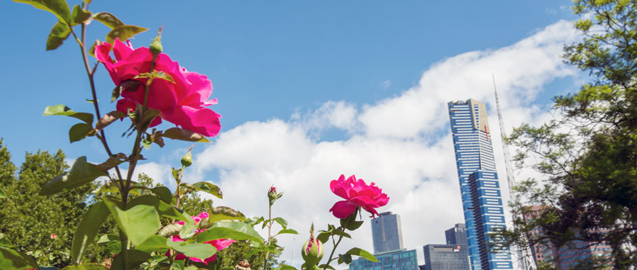 View of Eureka Tower and other high-rise buildings, pink roses in the foreground