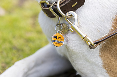 Close up of dog's neck and chest displayhing pet registration disc 