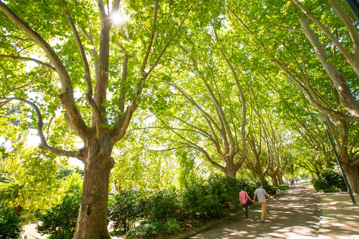 A couple walking on a path, lined with large plane trees and with dappled light filtering through the canopy.