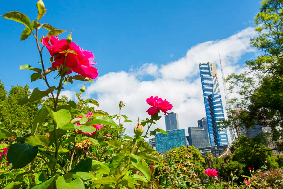 Close-up of deep pink roses and greenery framing a view towards city buildings, including the Eureka Tower and Arts Centre spire.
