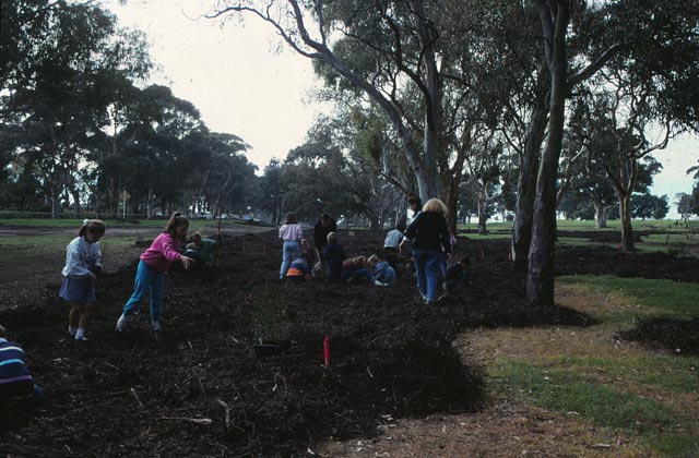 A group of children and adults working in a garden bed, surrounded by eucalyptus trees.