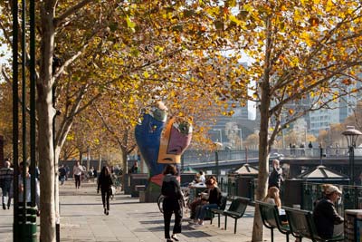 Plane trees along the river at Southbank
