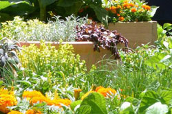 Colourful plants and grasses in planter boxes