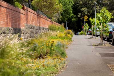 Streetscape planting of flowers and grasses, running along a wall and next to a wide footpath