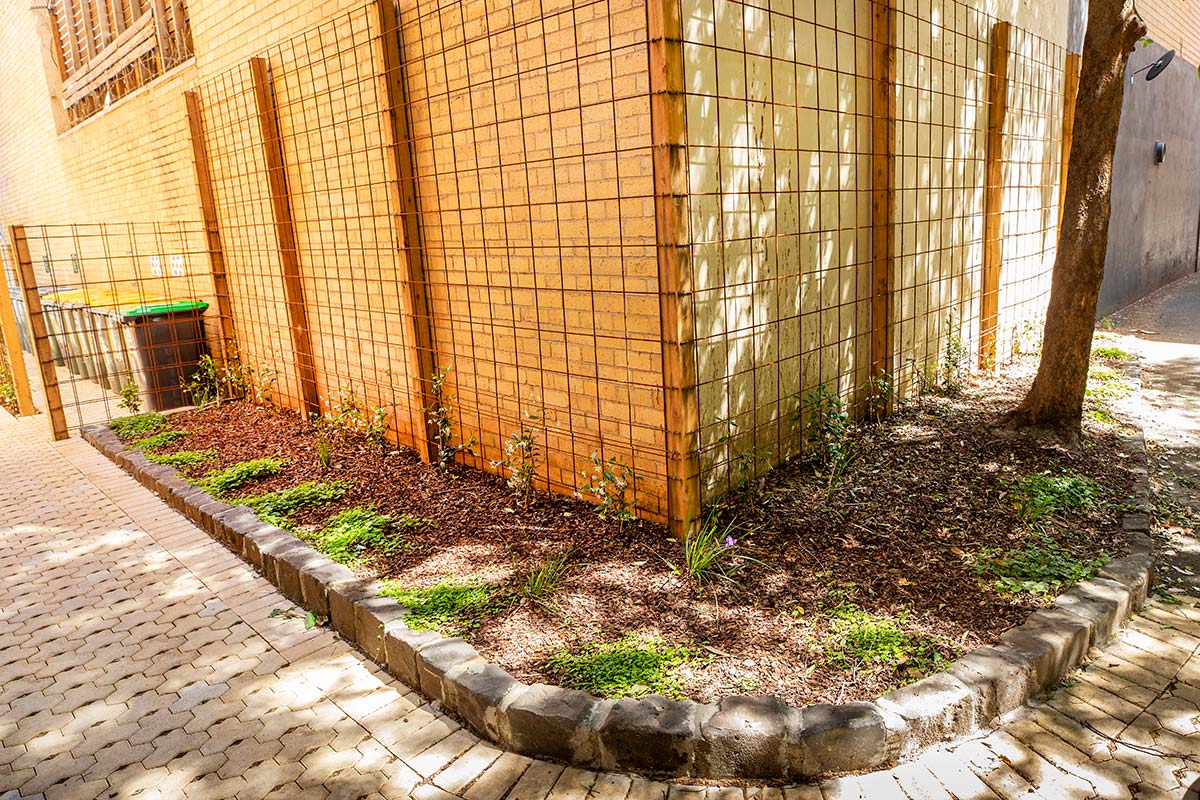 Upgraded verge around a corner of the building with a range of plants, including groundcovers, grasses and vines trained to climb newly installed metal frames.