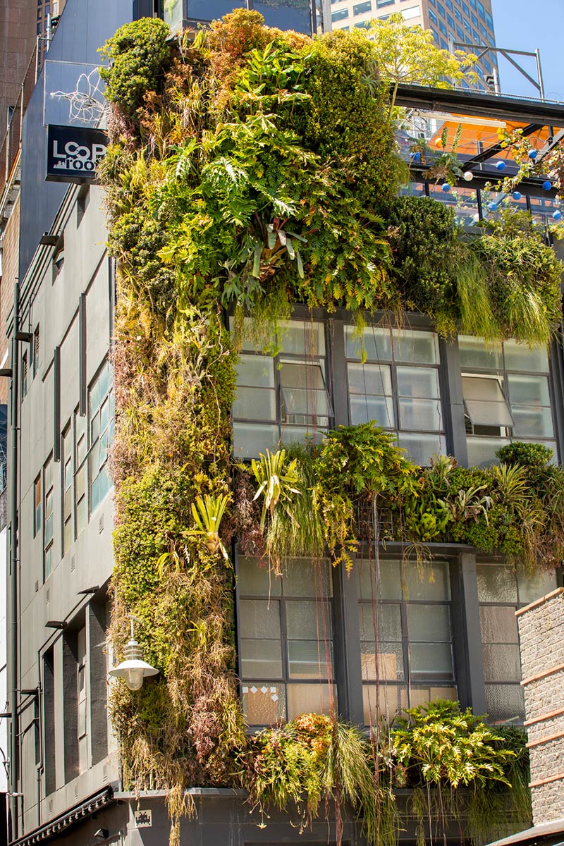 Well-established greenery on the building facade, growing around the windows of two of the upper floors.