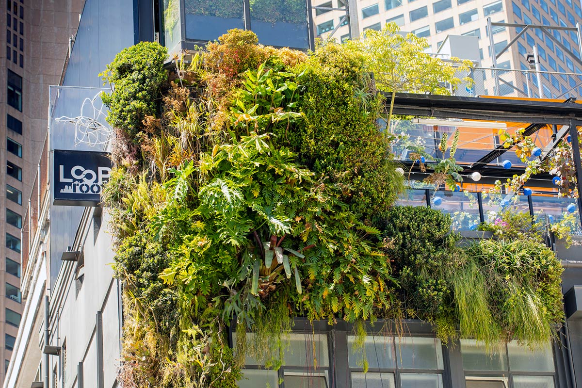 Close-up of lush foliage as part of the green wall at the top corner of the Loop Space & Bar building facade.