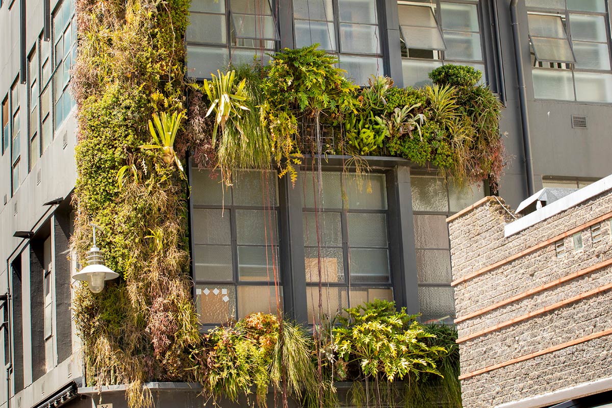 Well-established greenery on the building facade, growing around the upper floor windows.