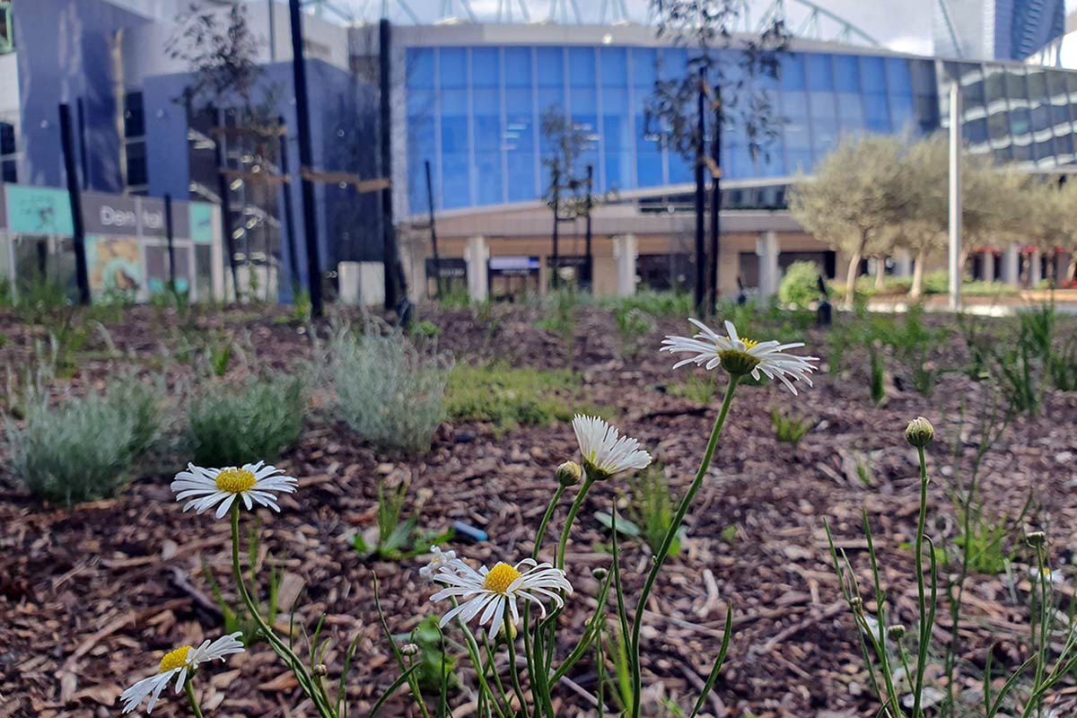 Close-up of white flowers and other native plants in the garden bed. Marvel Stadium can be seen in the background.