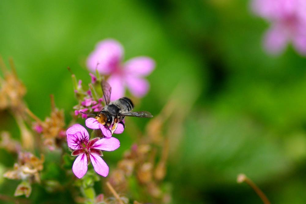 Close-up of a bee on a small pink flower