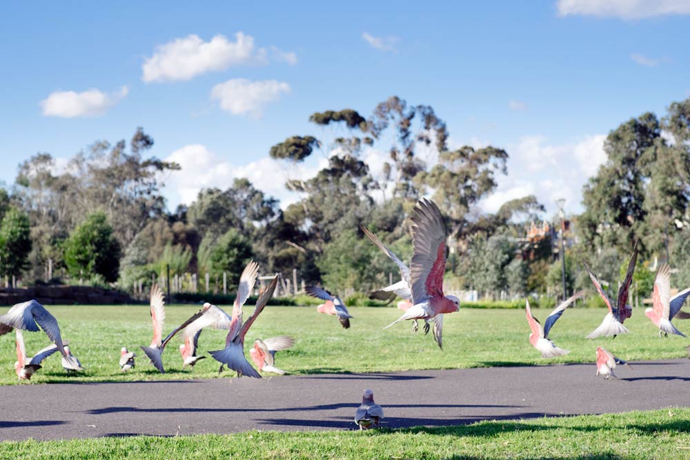 Small flock of galahs flying close to the ground in a park