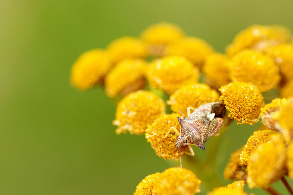 Close-up of a bug with diamond-shaped head and horn-like protusions, on a cluster of yellow flowerheads