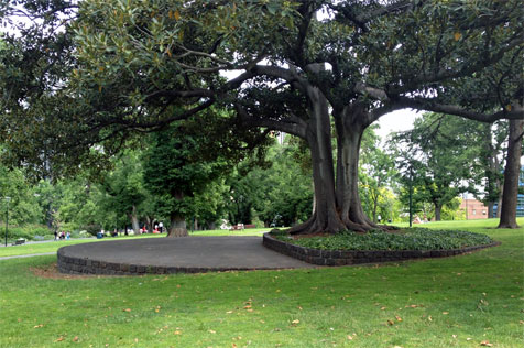 Bluestone paved area under a large fig tree.