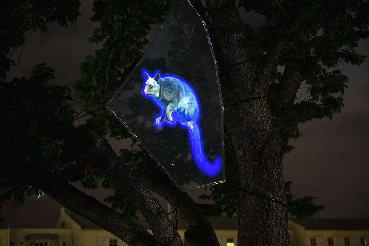 Close-up of the digital projection of a possum in a tree, lit brightly in blue light.