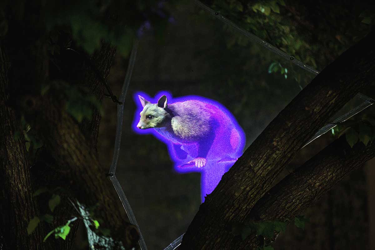 Close-up of digital projection of a possum in a tree, lit with purple light. The possum's head is lit brightly, and it is staring intensely and leaning forwards.