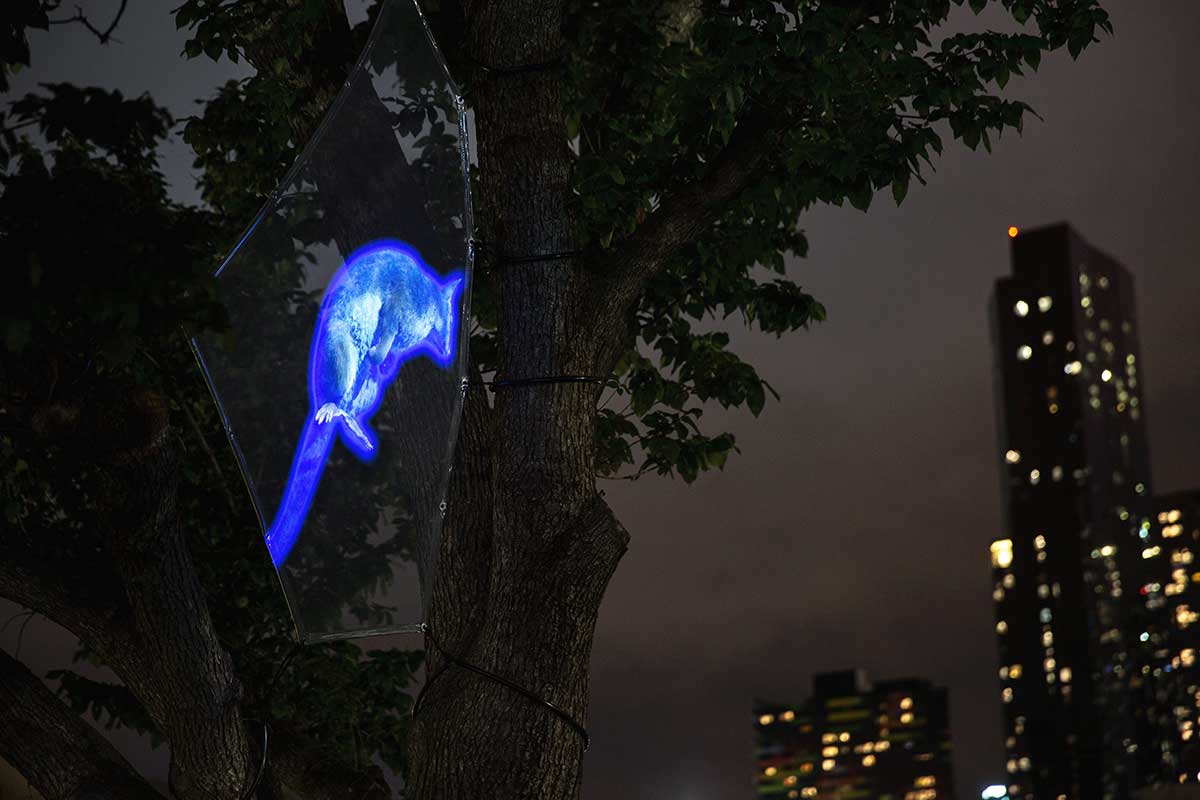 Digital projection of a possum, lit brightly in blue light, in a tree at night-time. High-rise city buildings can be seen in the background