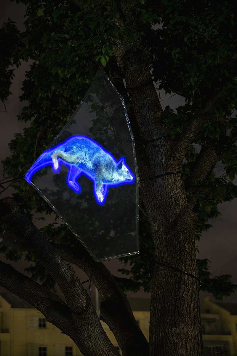 Digital projection of a possum lit brightly with blue light, in a tree at night. The possum is mid-stride and suspended between the tree's branches.