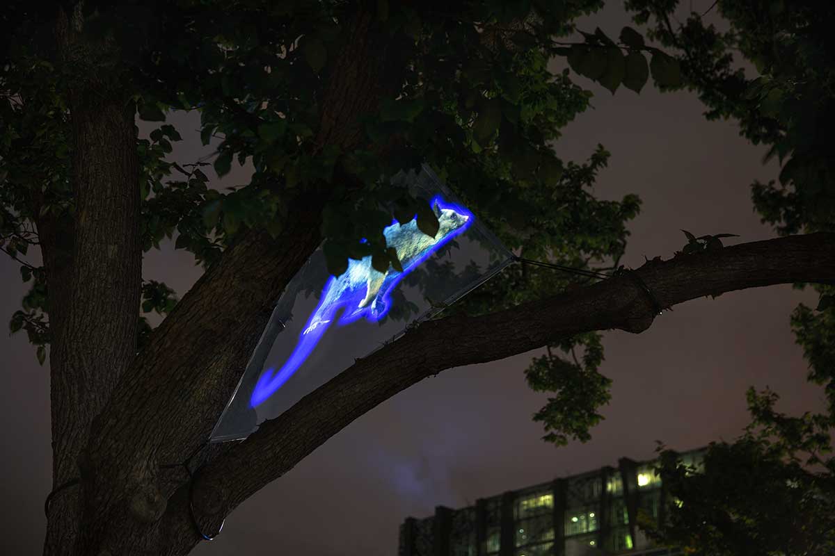 Digital projection of a possum lit brightly with blue light, in a tree at night. The possum is mid-stride and suspended between the tree's branches.
