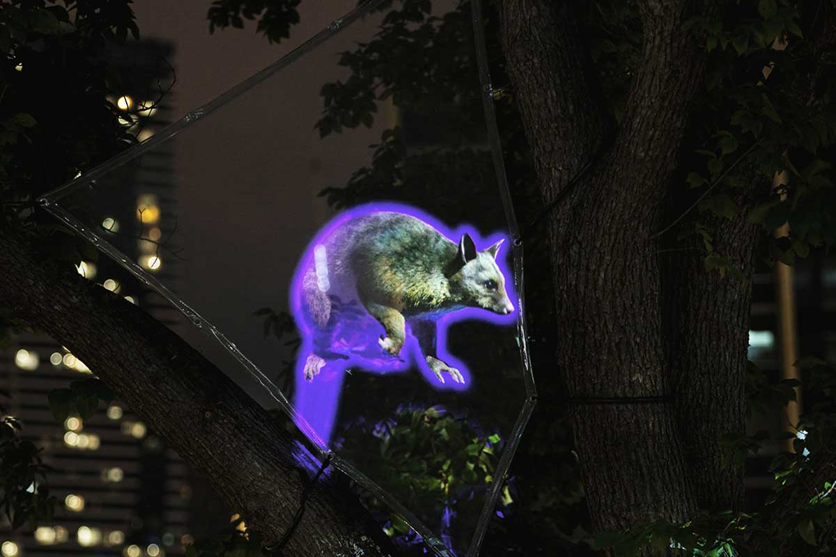 Detail of digital projection of a possum lit brightly with purple light, in a tree at night. The possum is mid-stride and suspended between the tree's branches.