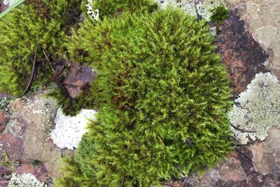 A lush clump of moss growing among rocks