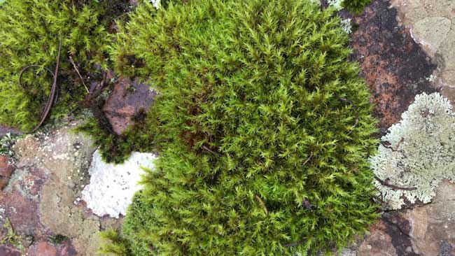 A lush clump of moss among rocks