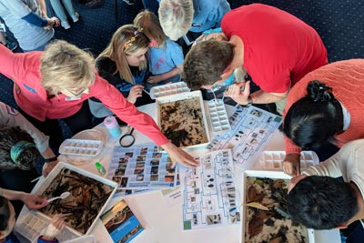 People at a table looking at samples collected in the waterbug bioblitz