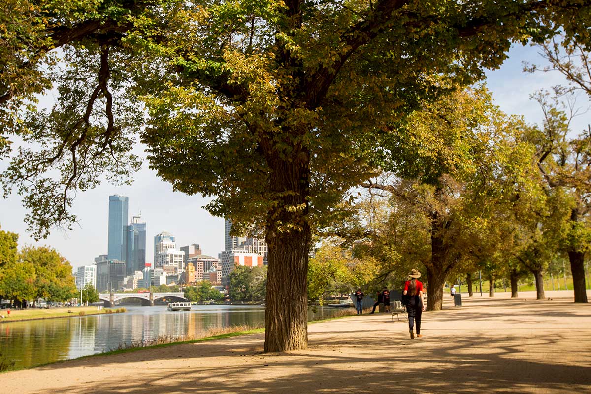 A person walks on the wide gravel path next to the Yarra River,  heading towards the city. The path is shaded by large trees.