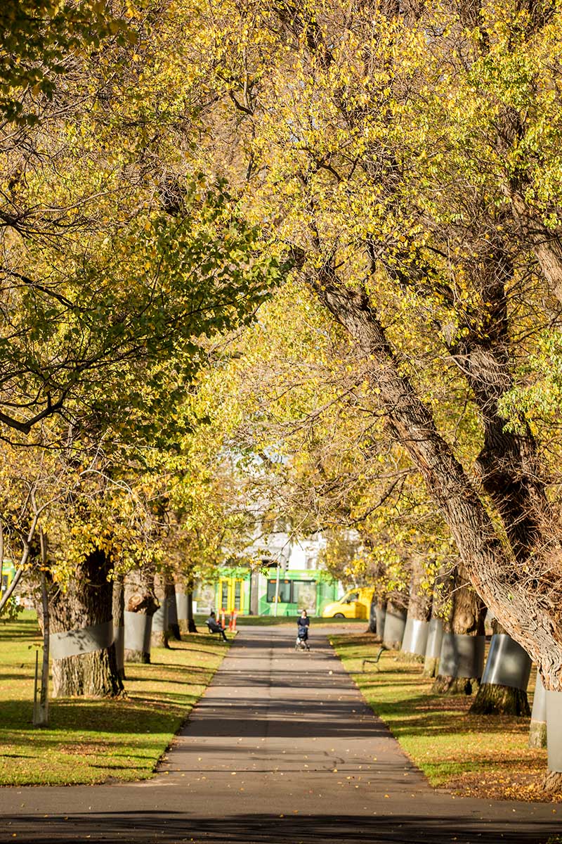 Rows of mature elm trees with yellow autumn leaves on either side of a footpath in Carlton Gardens.