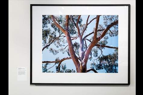 Untitled art piece shows a photograph of an eucalyptus tree